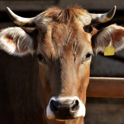 Bovini da Carne